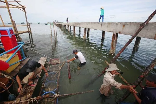 Làng chài Hàm Ninh là điểm đến trong hành trình vòng quanh đảo. Người dân nơi đây sống chất phác, không bon chen. Phần lớn họ bám biển để sống, cuộc sống lặng lẽ không xô bồ. Khách du lịch vẫn tìm đến đây để thưởng thức nhiều loại sản vật của biển. Trong ảnh, một gia đình dựng nhà bè bên cạnh cầu cảng dài 600m để làm du lịch.