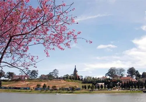 Mai anh đào Đà Lạt, biểu tượng mùa xuân của phố núi ngàn hoa.