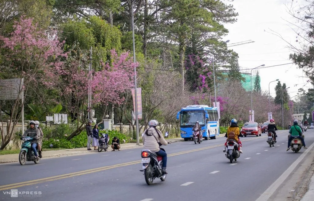 Mai anh đào ở đường Trần Hưng Đạo