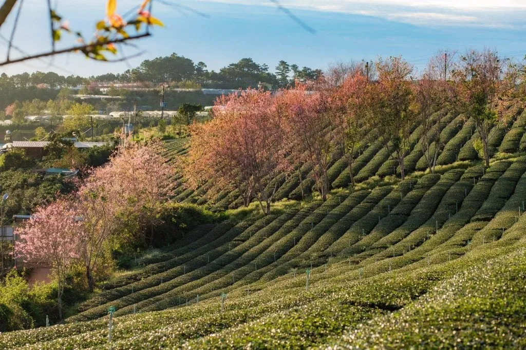 Mai anh đào tại Đồi chè Cầu Đất