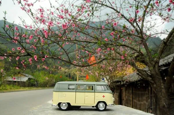 Mô hình ô tô Volkswagen dưới tán hoa đào ở Đồng Văn