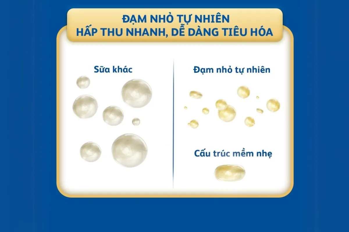 Mô tả cấu trúc đạm mềm nhỏ tự nhiên