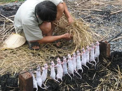 Món chuột đồng chiên giòn - đặc sản miền Tây. Ảnh: Nguyễn Hiếu