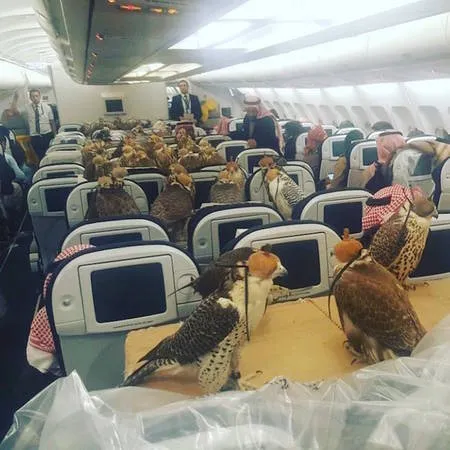 Một con chim ưng đang đậu trên tay người huấn luyện. Hoàng gia Arab Saudi nổi tiếng với thú vui nuôi chim ưng và sẵn sàng chi trả để vận chuyển chúng bằng máy bay riêng.