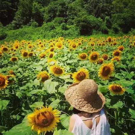Một góc nhìn khác về vẻ đẹp của làng hoa hướng dương Yangpyeong.