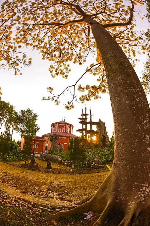 Một kỹ sư địa phương đã nhân giống và trồng thành công nhiều cây phượng vàng tại Bảo Lộc.