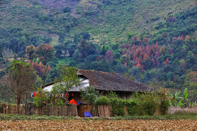 Một ngôi nhà của người Tày nằm dưới chân núi với những hàng cây sâu.