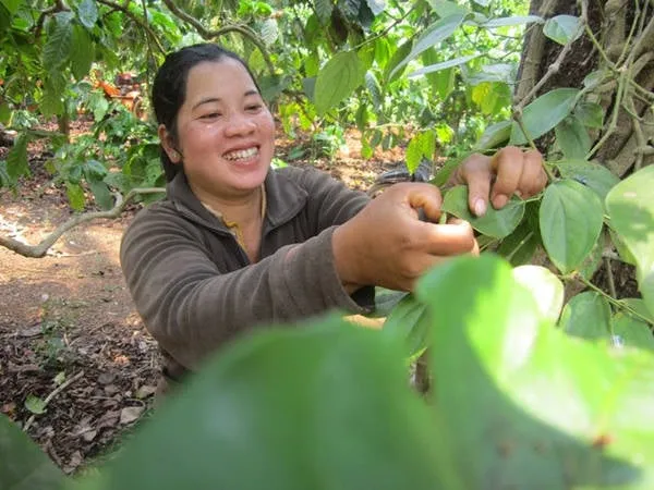 Một người dân đang bắt nhộng sâu.