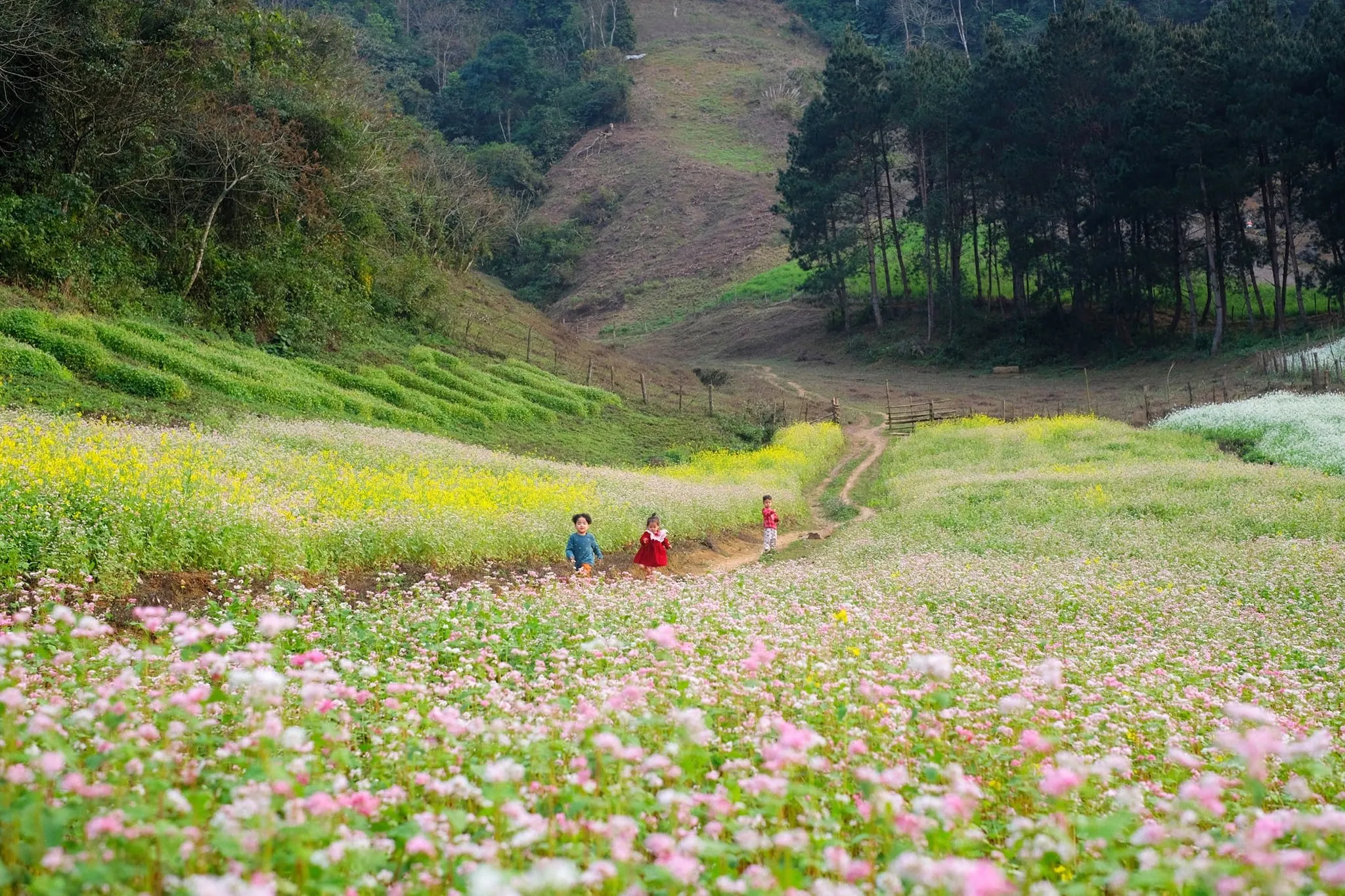 Mùa hoa cải