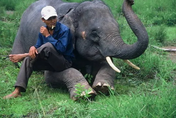 Nài voi Y Mứt và voi Thoong Khăm nghỉ ngơi - Ảnh: Niimura Yoko