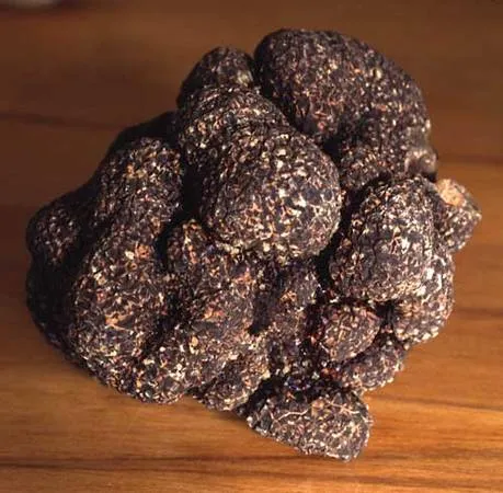 Nấm Truffle Trắng