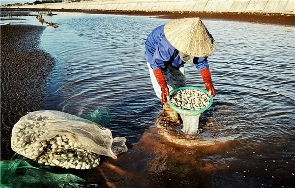 Ngao được rửa sạch bằng nước biển