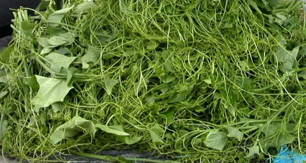 Ngọn su su tươi ngon được bày bán ven đường - Ảnh: V.N.A