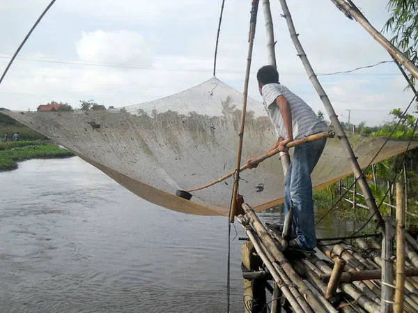 Ngư dân đánh bắt cá luối bằng vó và lưới - Ảnh: THANH LY