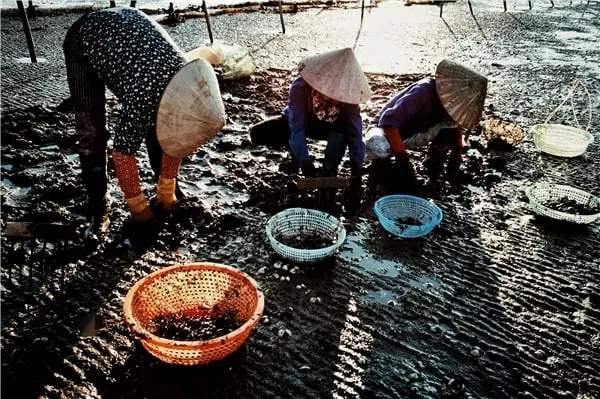 Ngư dân thu hoạch ngao trên biển Đồng Châu
