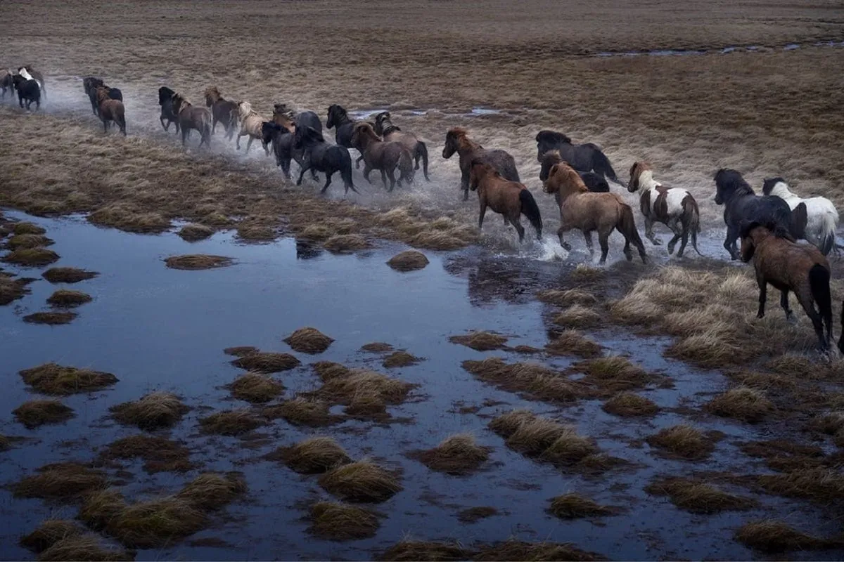 Ngựa Iceland - biểu tượng của Iceland