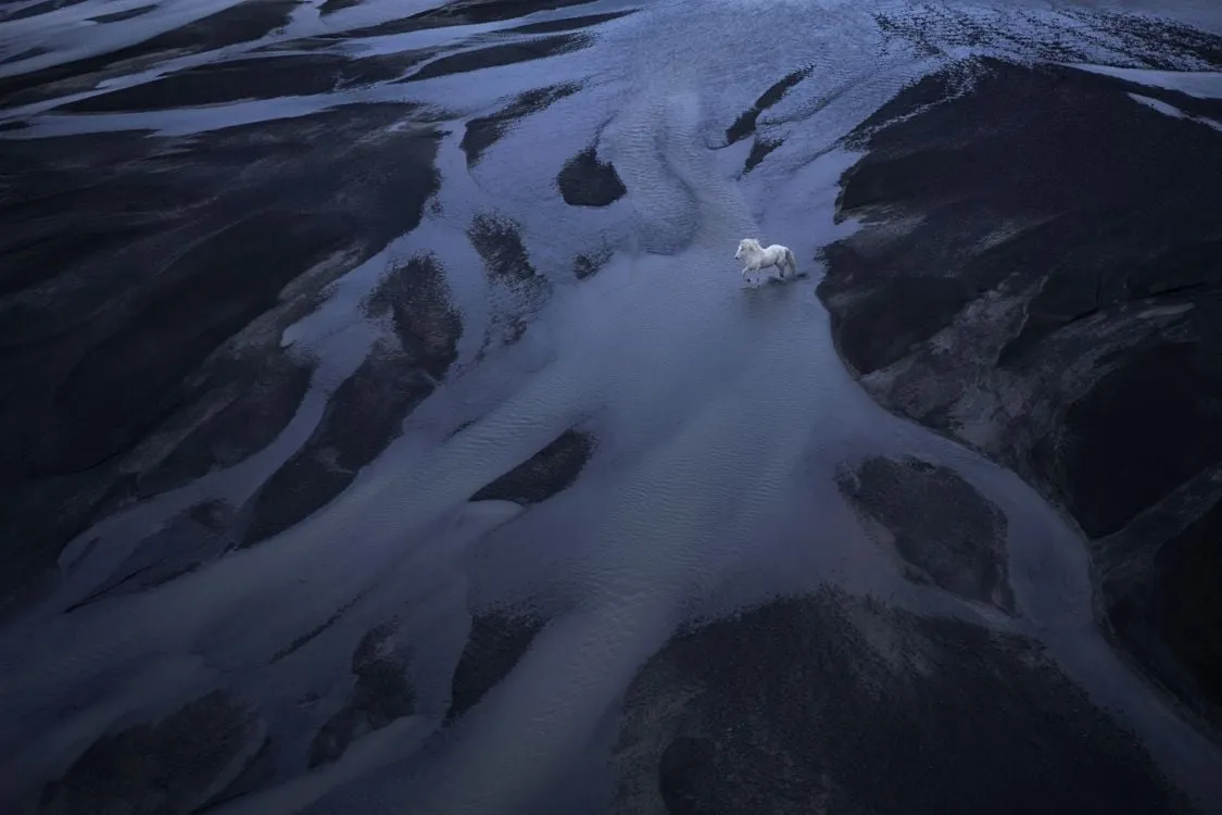 Ngựa Iceland cần được bảo vệ