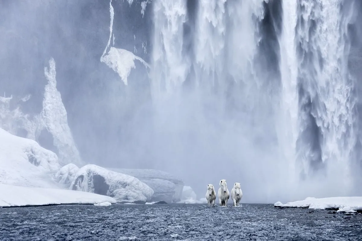 Ngựa Iceland trắng muốt bên thác Skogafoss