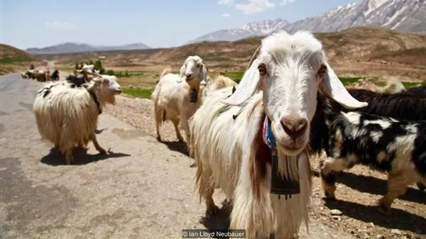 Người Bakhtiari chăn dê, Iran