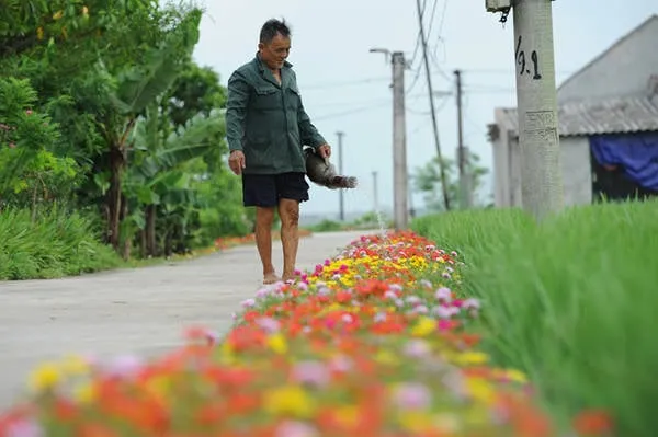 Người dân chăm sóc hoa mười giờ