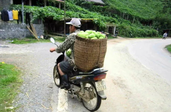 Người dân chở su su bằng xe máy sau khi thu hoạch - Ảnh: N.T.LƯỢNG