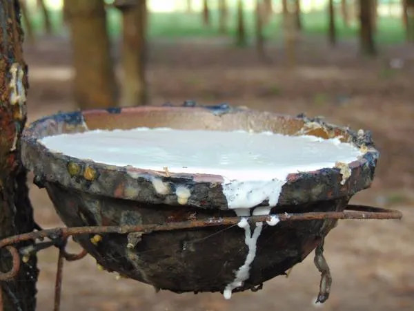 Người dân đang lấy mủ cao su.