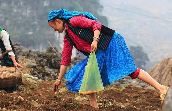 Người dân đang tra hạt giống vào các hốc đá