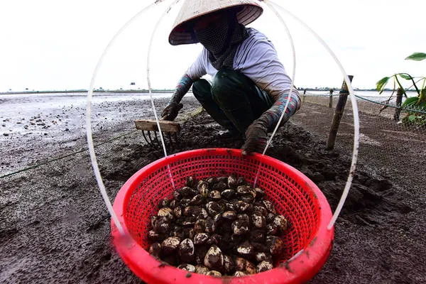 Người dân Đồng Châu đang cào ngao trên bãi bồi. Công việc này đòi hỏi sự chịu khó và kiên nhẫn.