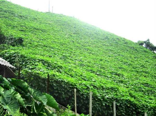Người dân sử dụng dây sắt để làm giàn cho su su leo - Ảnh: N.T.LƯỢNG