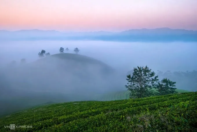 Người dân thu hoạch chè tại đồi chè Long Cốc. Cây chè là nguồn thu nhập chính của người dân địa phương.