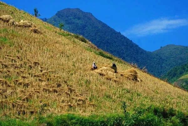 Người dân thu hoạch lúa trên ruộng bậc thang Chiềng Ân