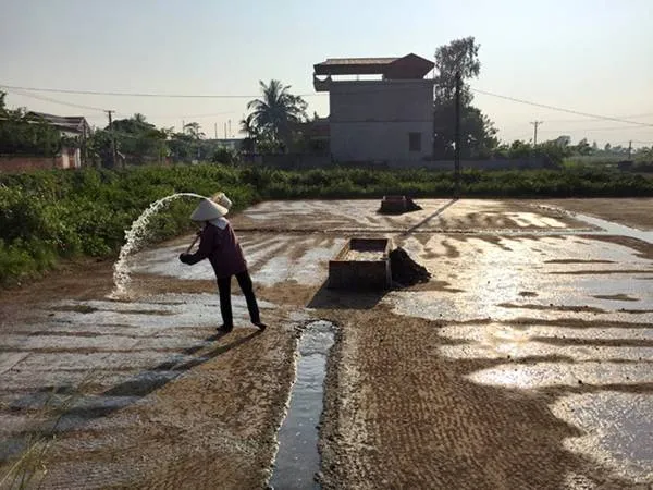 Người dân tưới nước biển lên ruộng muối. Ảnh: Băng Giang.