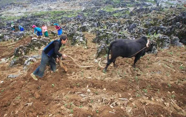 Người dân vận chuyển đất lên ruộng bậc thang