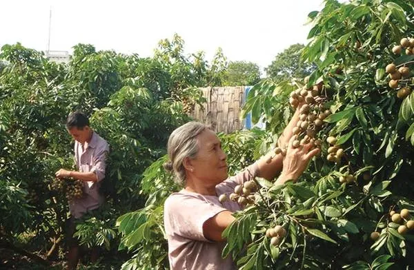 Nhãn lồng Hưng Yên trĩu quả trên cành