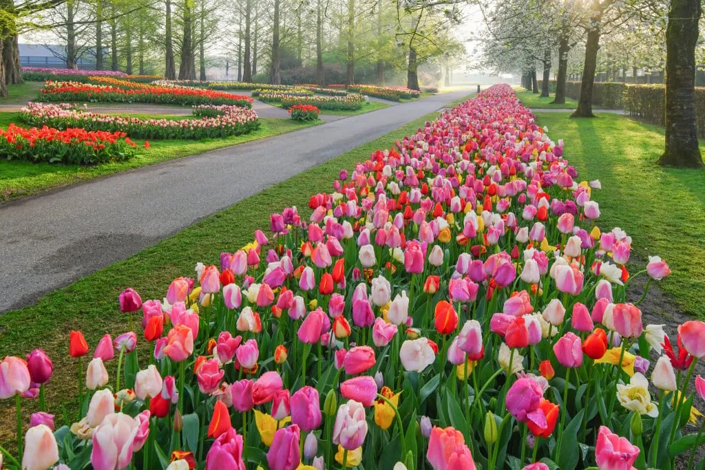 Những bông hoa tulip nhiều màu sắc tại vườn hoa Keukenhof, Hà Lan