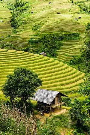 Những chòi canh lúa trên ruộng bậc thang Mù Cang Chải là điểm dừng chân thú vị cho du khách.