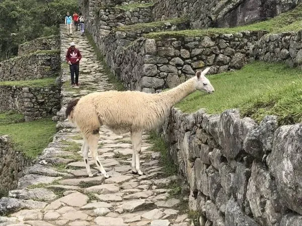 Những chú lạc đà Alpaca đáng yêu là cư dân quen thuộc tại Machu Picchu.