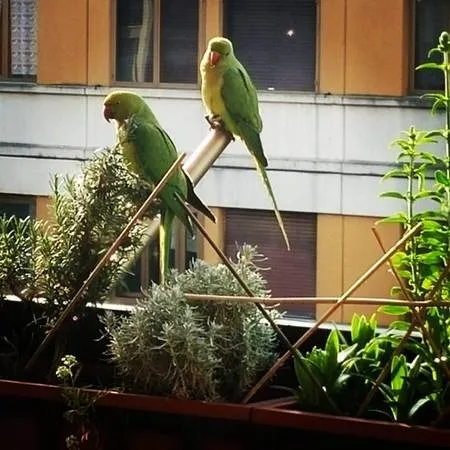 Những chú vẹt xanh tại Rome, Ý.