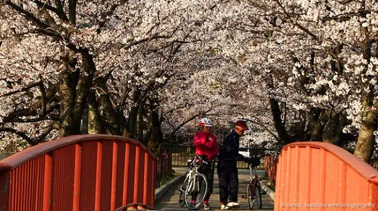 Những chùm hoa anh đào nở ở Osaka.