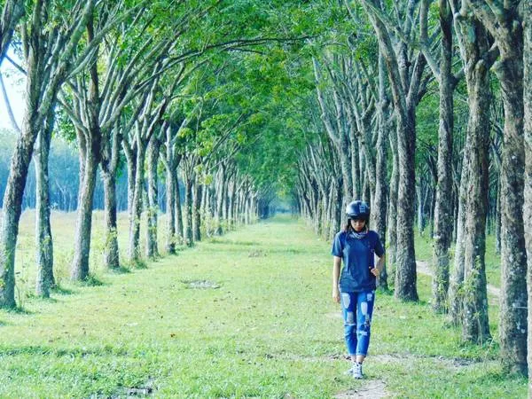 Những hàng cây cao su tạo thành một cánh cổng tự nhiên hùng vĩ.