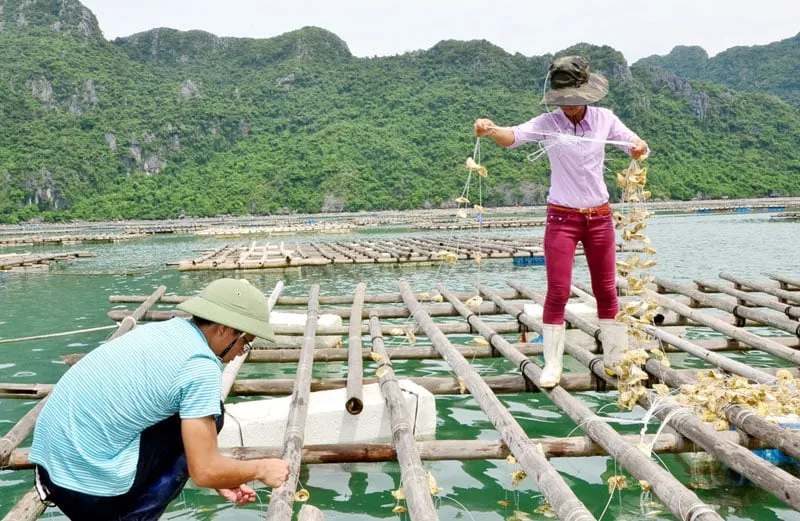 Nuôi hàu sữa ở Vân Đồn. Ảnh: Báo Quảng Ninh.