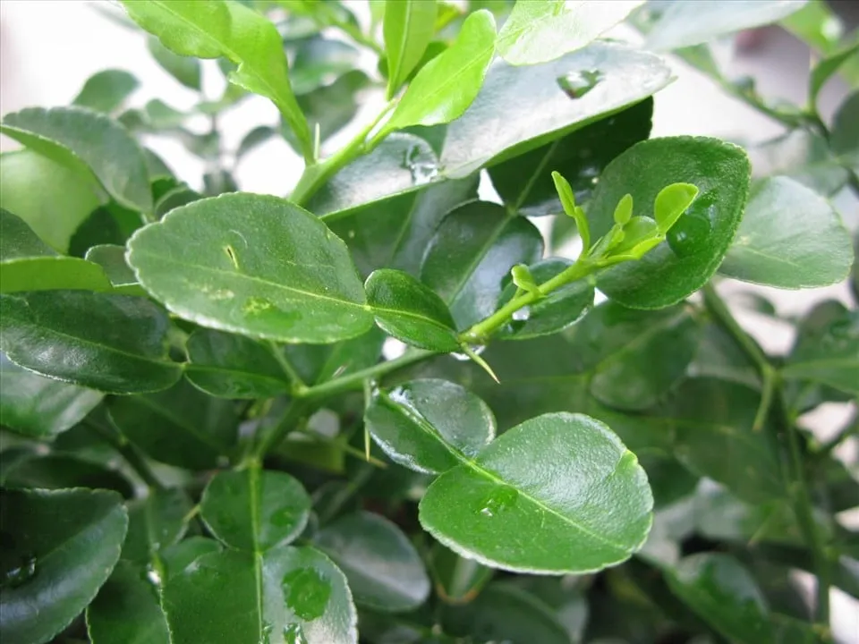 Nướng chả gà bằng than hoa từ cây nhãn
