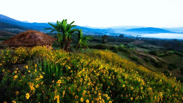 Pai nhìn từ trên cao