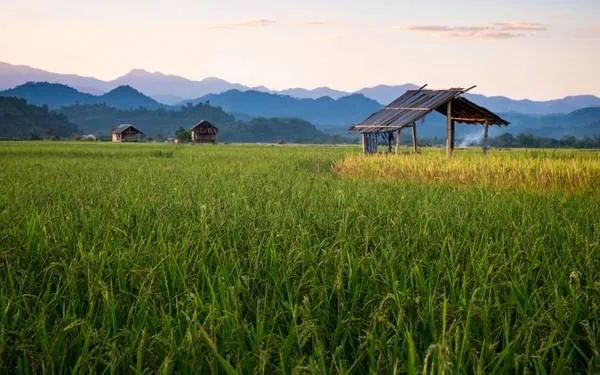 Phong cảnh núi rừng Nam Ha, Lào. Ảnh: Roughguides
