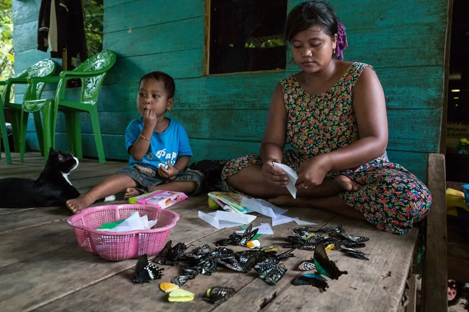 Phụ nữ trên đảo Sulawesi đóng gói bướm đã bắt được.