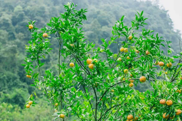 Quả quýt vàng óng, căng mọng - Ảnh: TRẦN ĐOÀN HUY