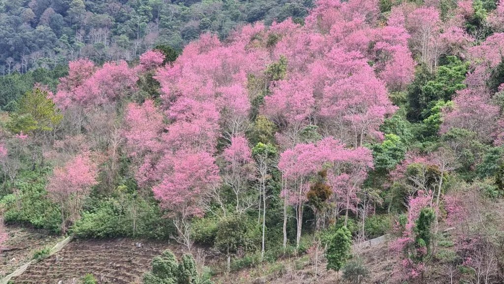 Quần thể rừng đào nguyên