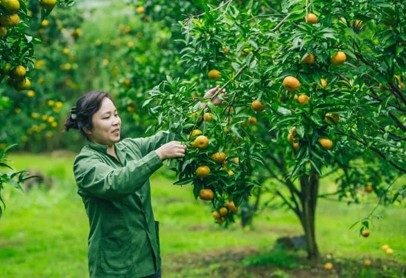 Quýt Bắc Sơn chín mọng trên cây tại xã Chiến Thắng - Ảnh: TRẦN ĐOÀN HUY