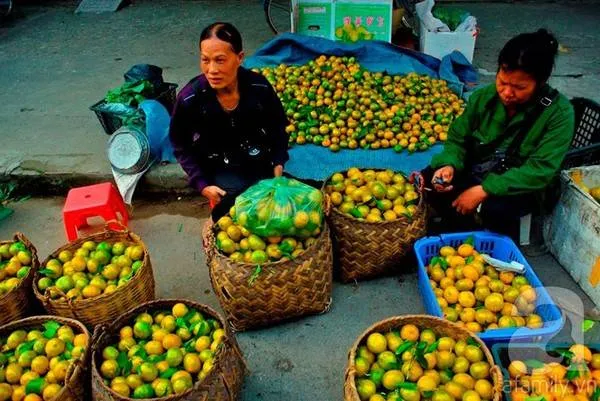 Quýt Bắc Sơn chín vàng