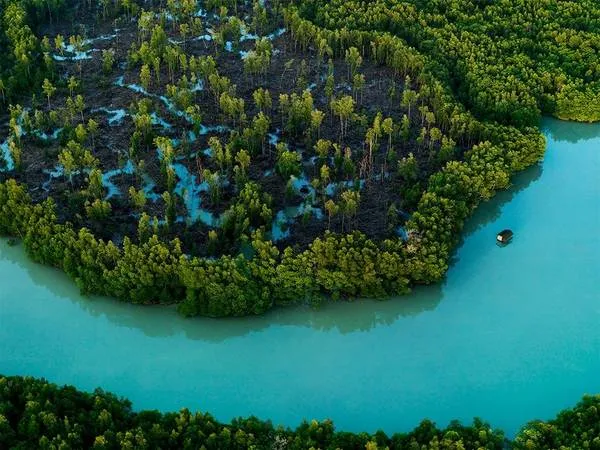 Rặng đước ở Johor, Malaysia